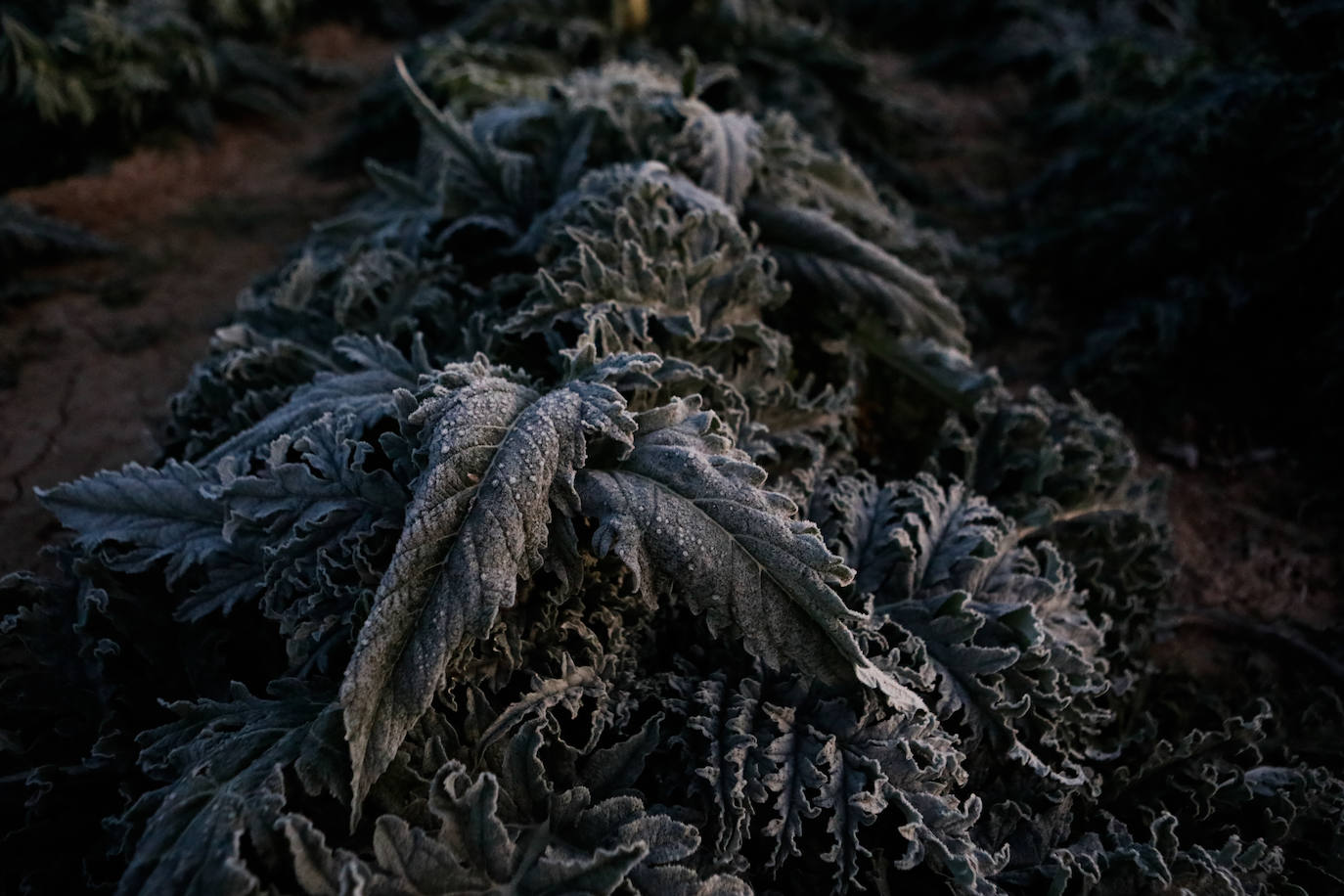 Fotos: Las heladas manchan las hortalizas en cultivo en Lorca