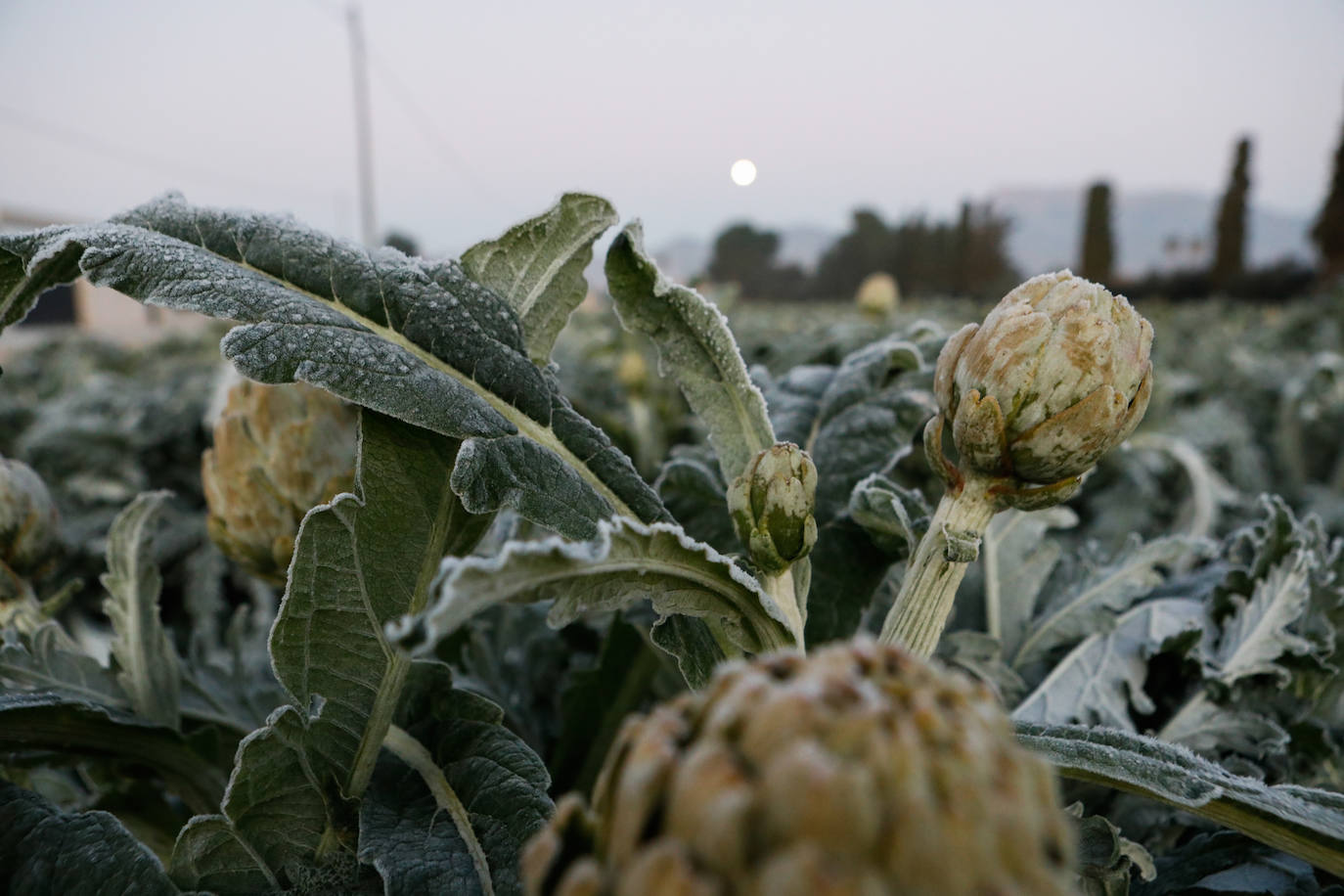 Fotos: Las heladas manchan las hortalizas en cultivo en Lorca