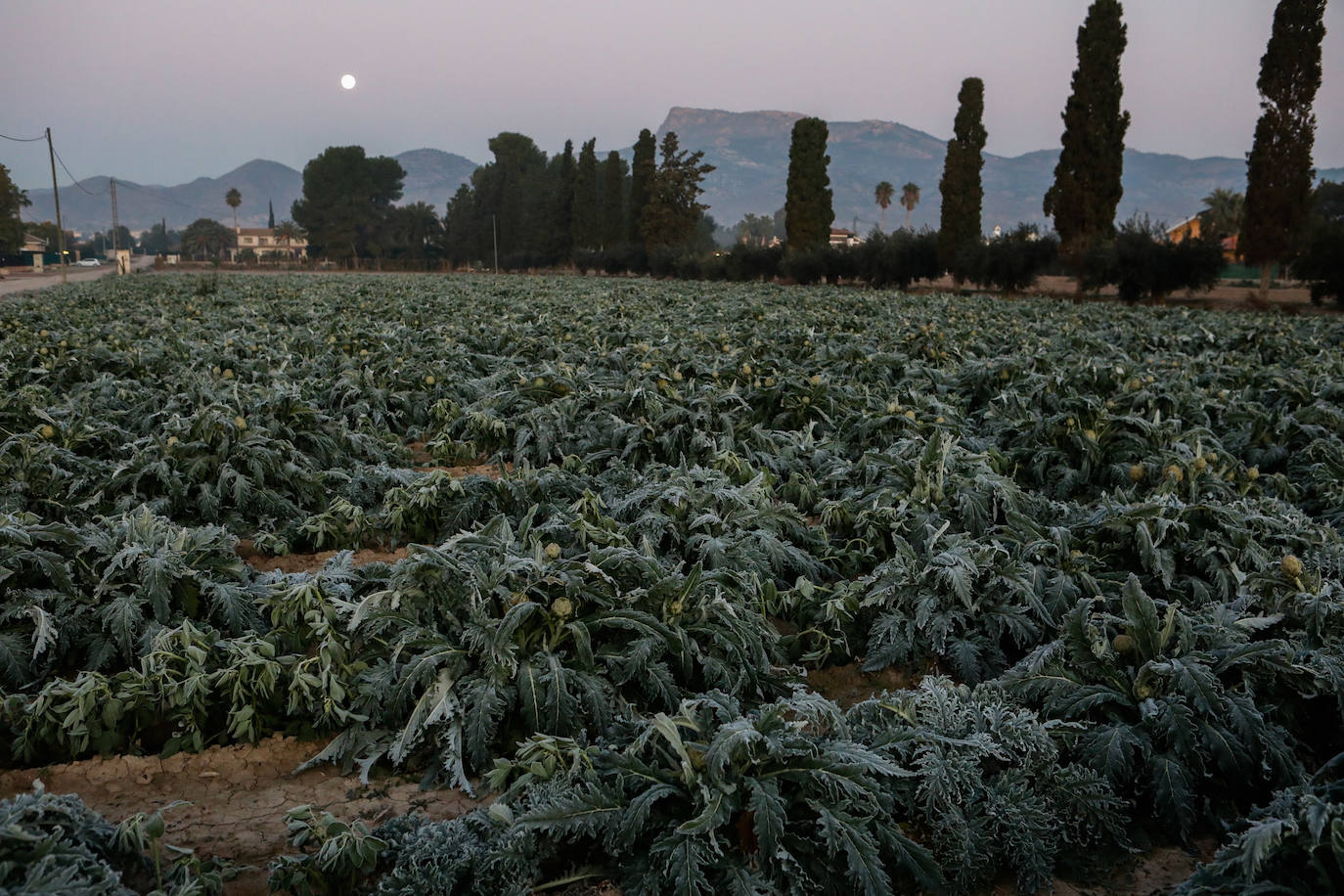 Fotos: Las heladas manchan las hortalizas en cultivo en Lorca
