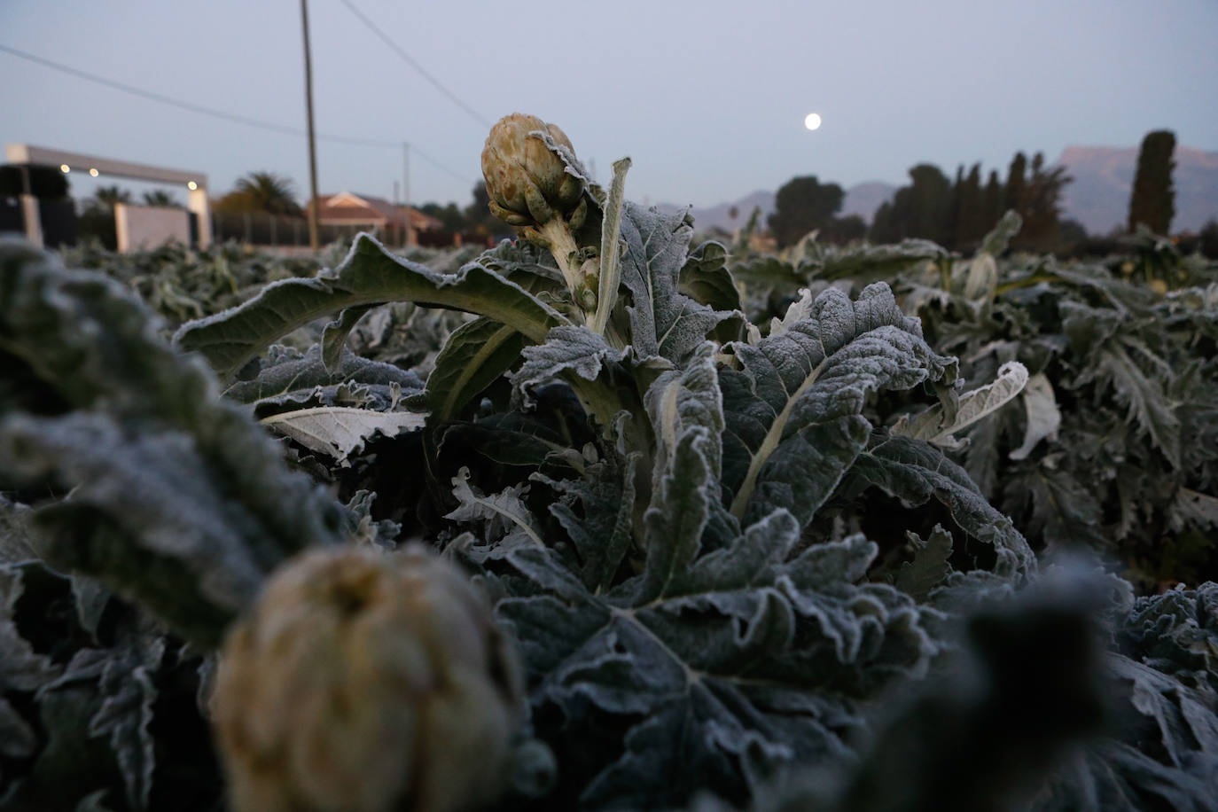 Fotos: Las heladas manchan las hortalizas en cultivo en Lorca