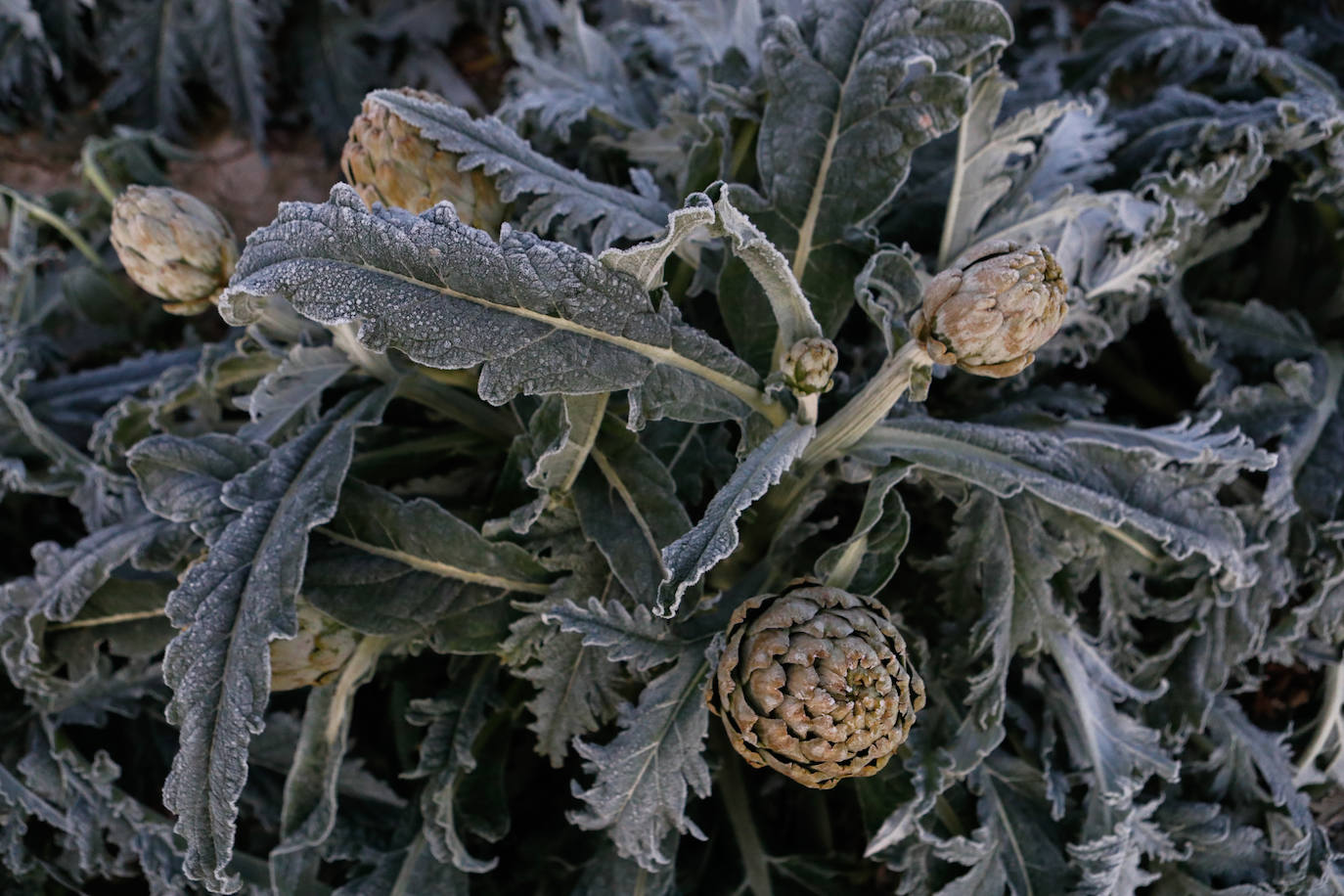 Fotos: Las heladas manchan las hortalizas en cultivo en Lorca