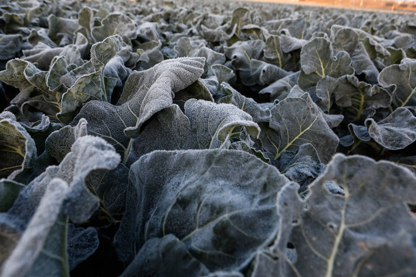 Fotos: Las heladas manchan las hortalizas en cultivo en Lorca
