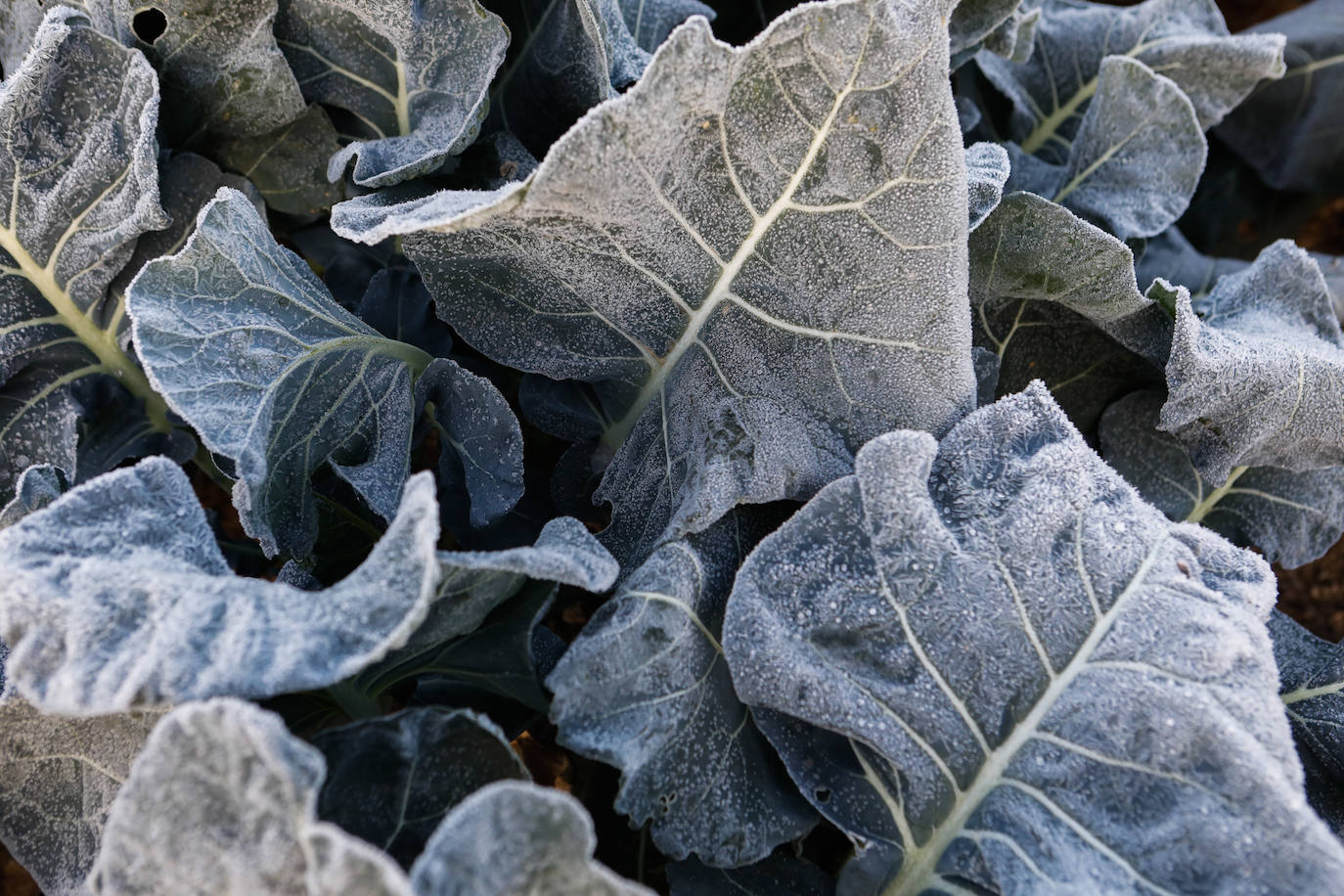 Fotos: Las heladas manchan las hortalizas en cultivo en Lorca