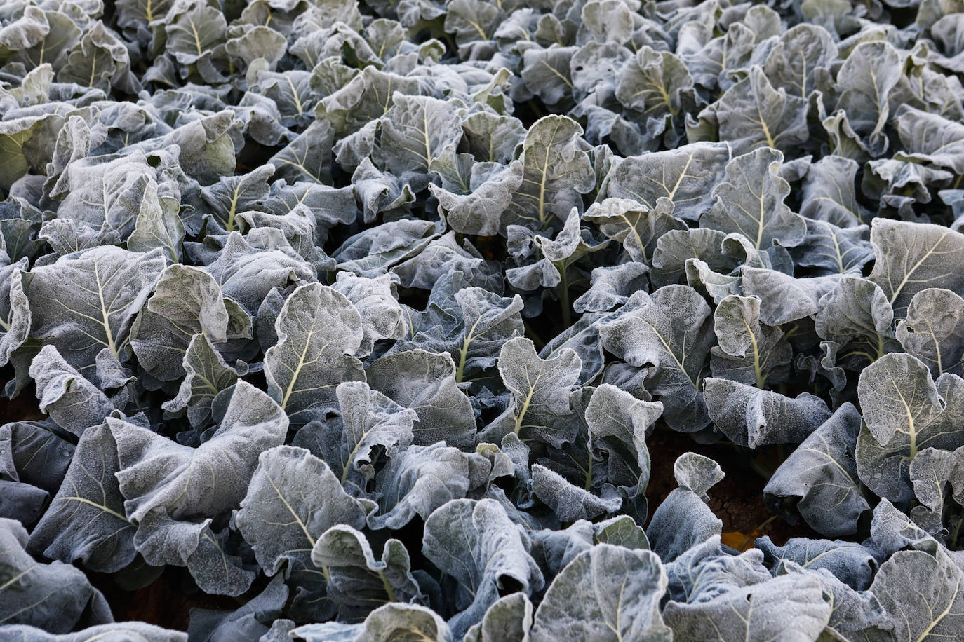 Fotos: Las heladas manchan las hortalizas en cultivo en Lorca