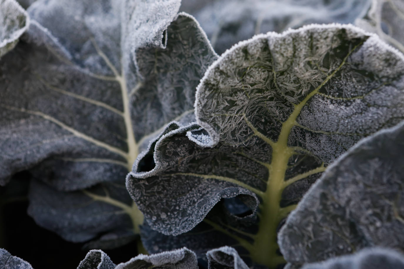 Fotos: Las heladas manchan las hortalizas en cultivo en Lorca