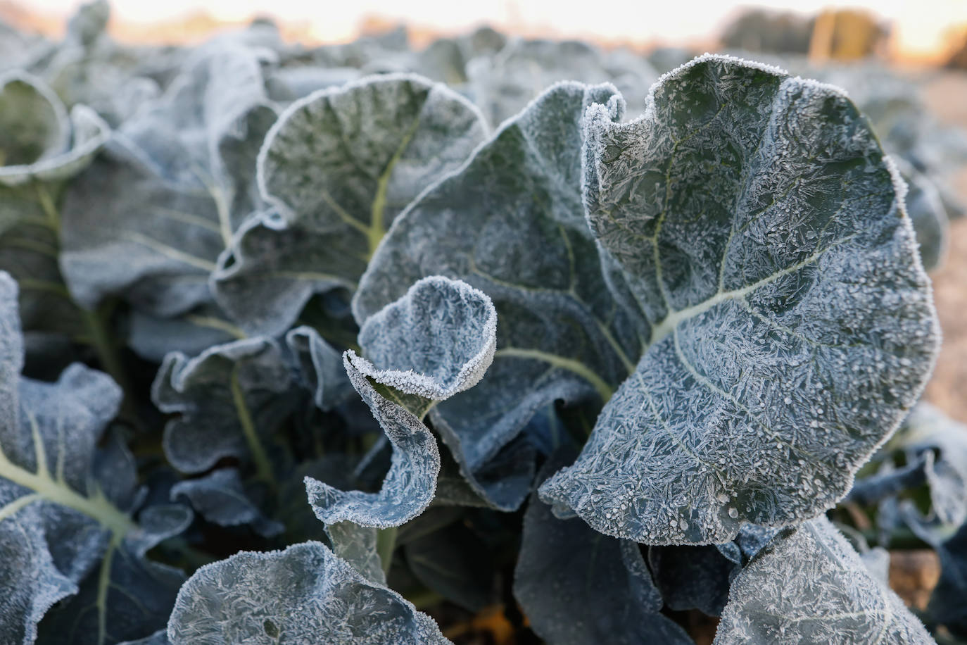 Fotos: Las heladas manchan las hortalizas en cultivo en Lorca