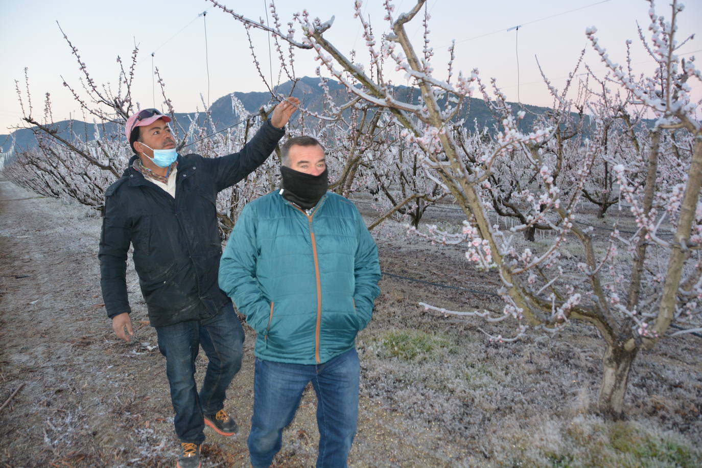 Fotos: Los agricultores de Cieza congelan los árboles frutales para protegerlos de las bajas temperaturas