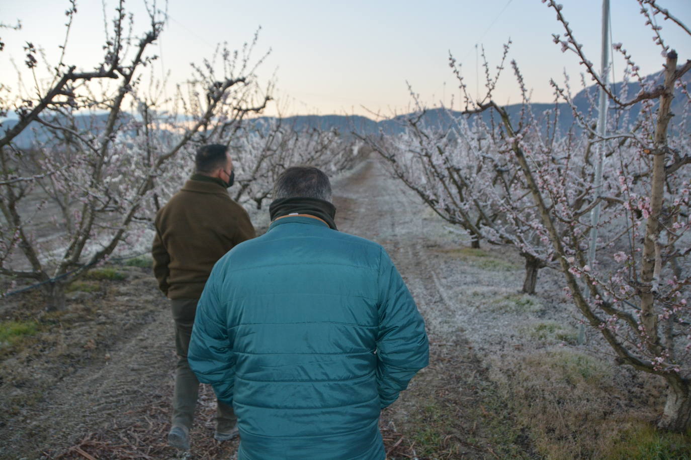 Fotos: Los agricultores de Cieza congelan los árboles frutales para protegerlos de las bajas temperaturas
