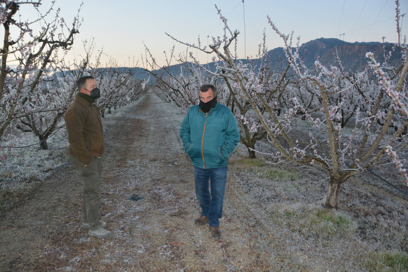 Fotos: Los agricultores de Cieza congelan los árboles frutales para protegerlos de las bajas temperaturas