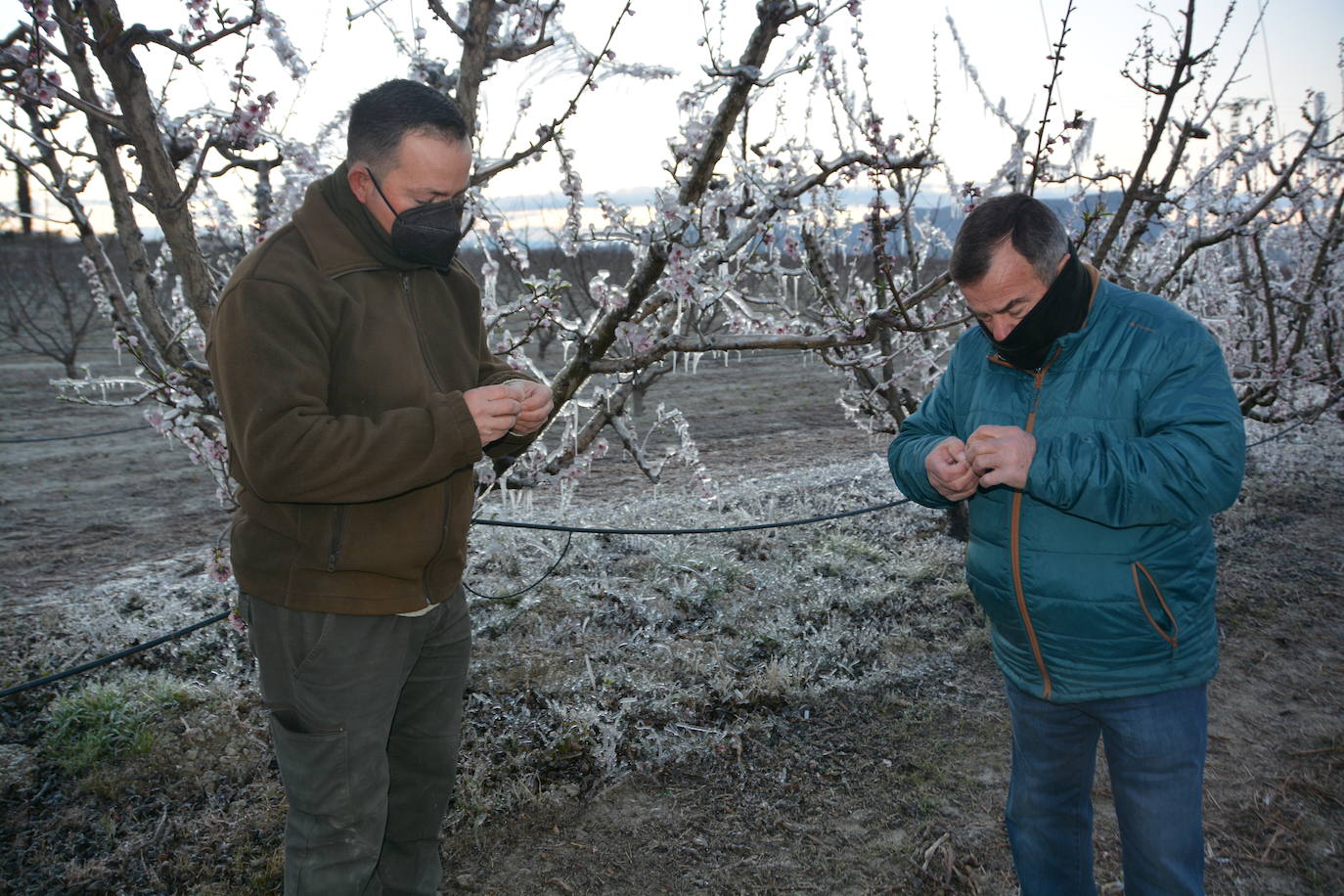 Fotos: Los agricultores de Cieza congelan los árboles frutales para protegerlos de las bajas temperaturas