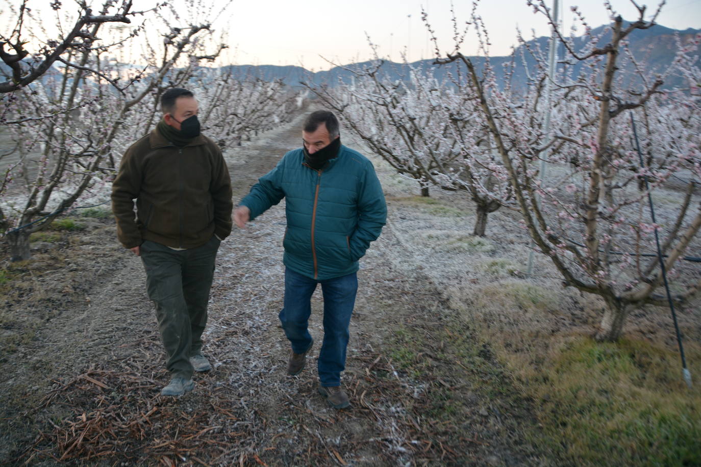 Fotos: Los agricultores de Cieza congelan los árboles frutales para protegerlos de las bajas temperaturas