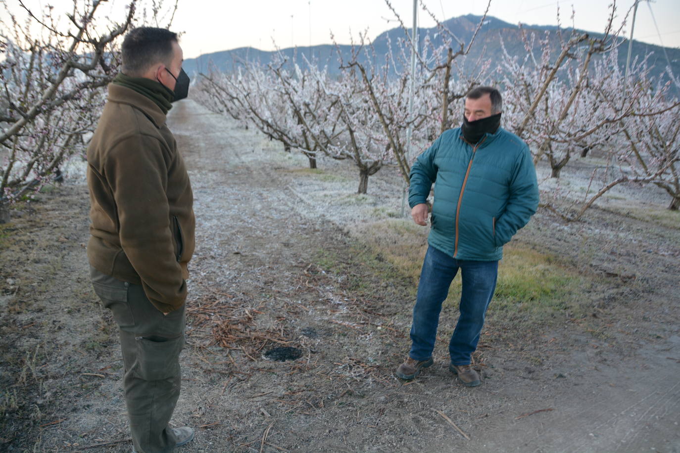 Fotos: Los agricultores de Cieza congelan los árboles frutales para protegerlos de las bajas temperaturas