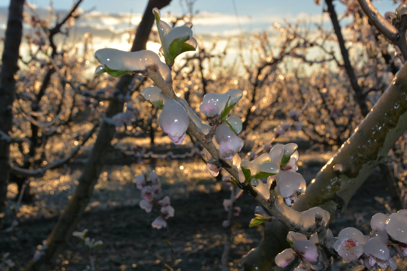 Fotos: Los agricultores de Cieza congelan los árboles frutales para protegerlos de las bajas temperaturas