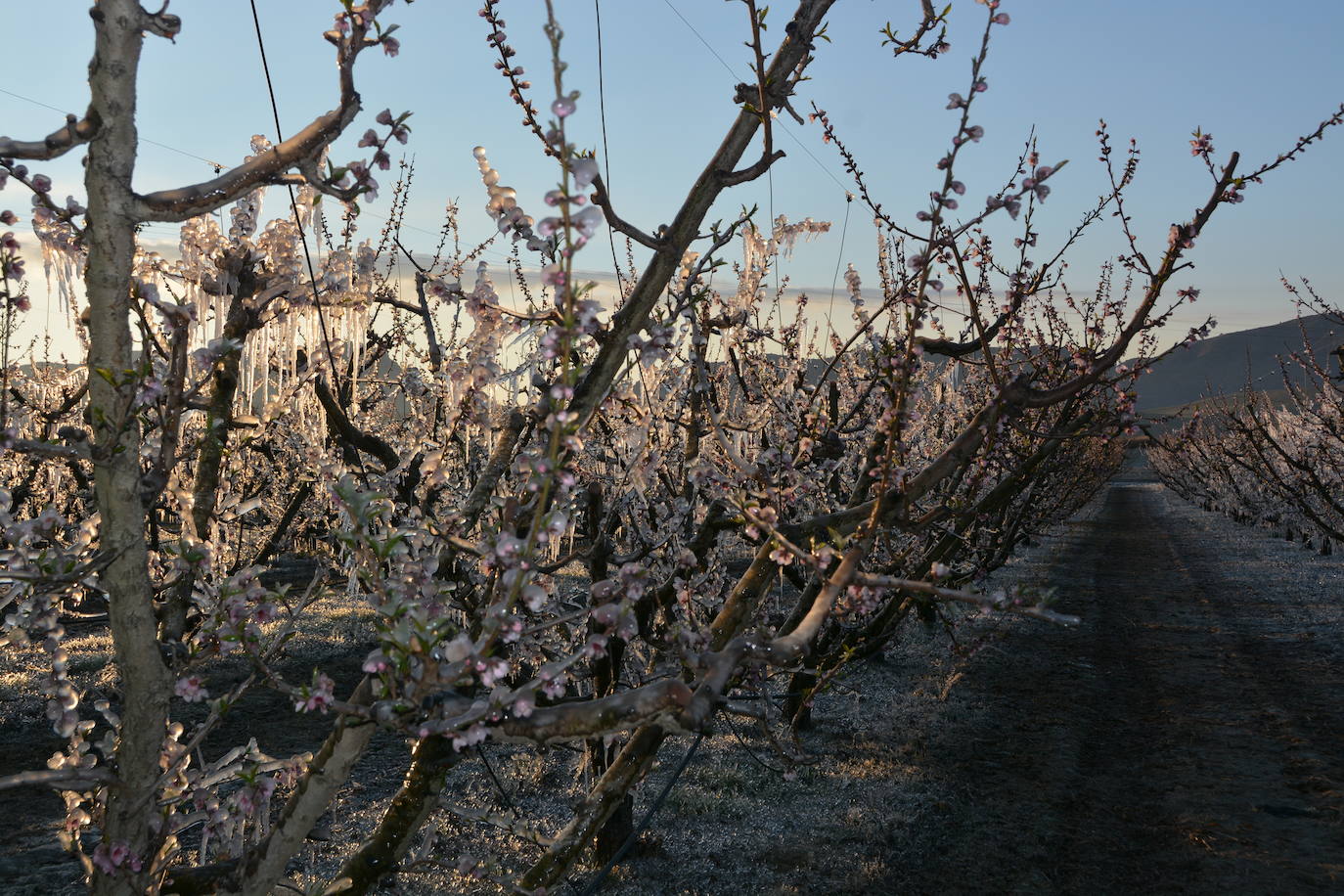 Fotos: Los agricultores de Cieza congelan los árboles frutales para protegerlos de las bajas temperaturas