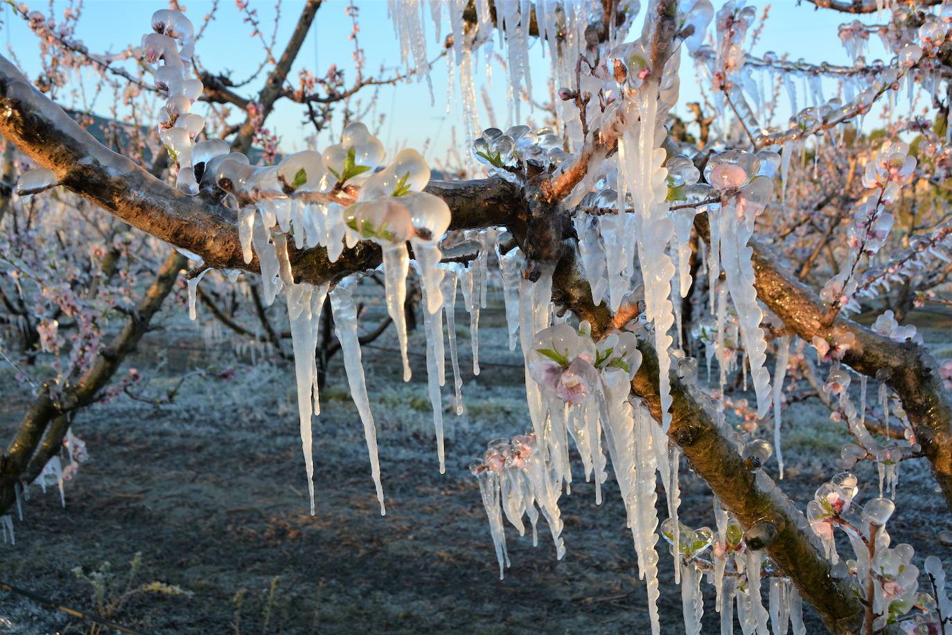 Fotos: Los agricultores de Cieza congelan los árboles frutales para protegerlos de las bajas temperaturas
