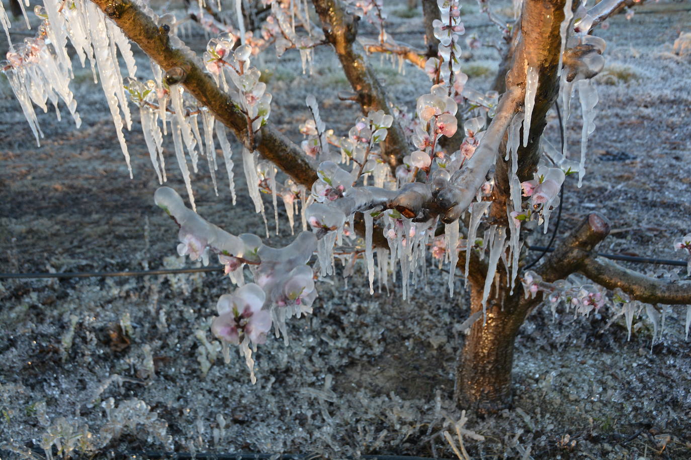 Fotos: Los agricultores de Cieza congelan los árboles frutales para protegerlos de las bajas temperaturas