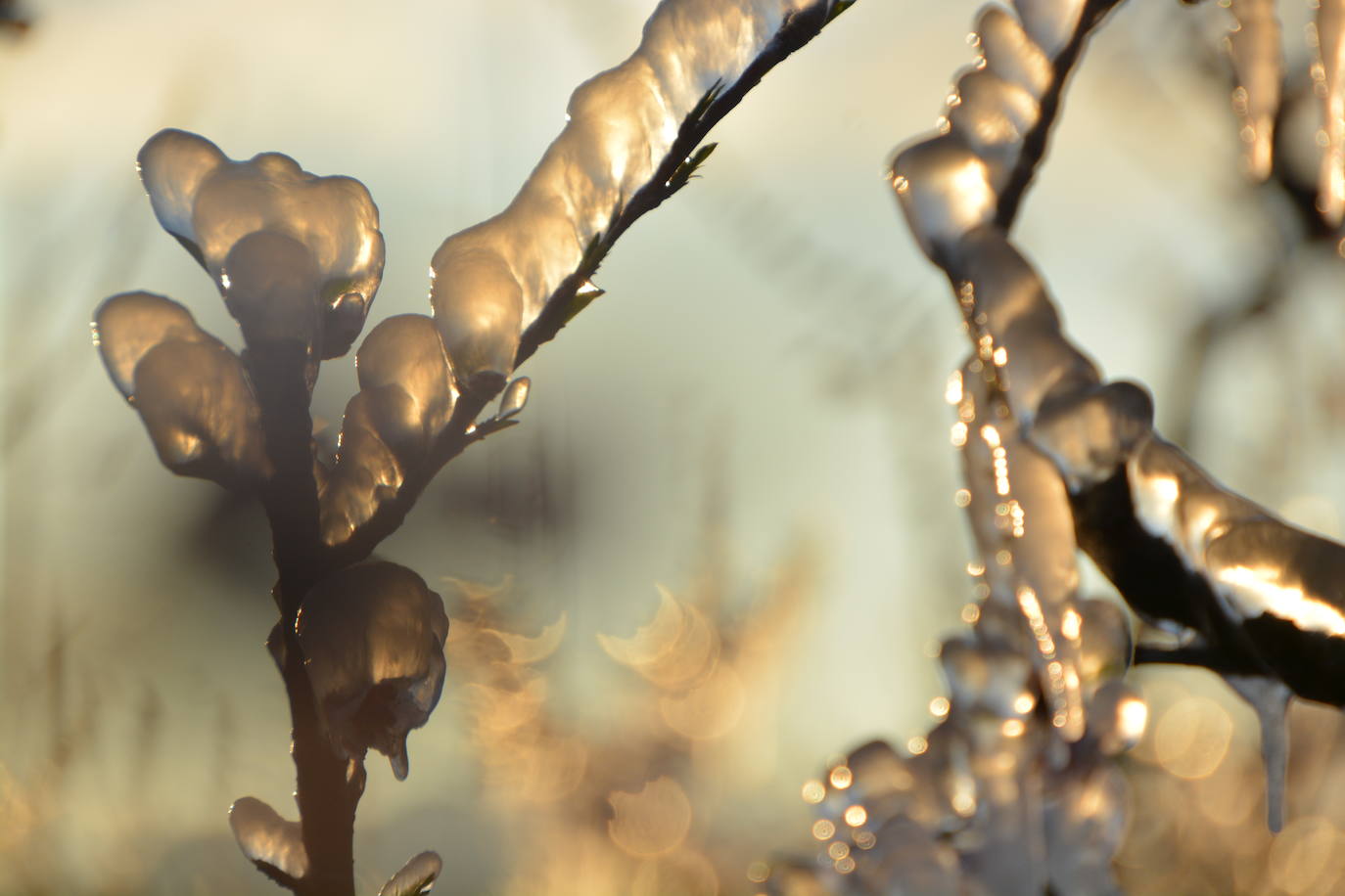 Fotos: Los agricultores de Cieza congelan los árboles frutales para protegerlos de las bajas temperaturas