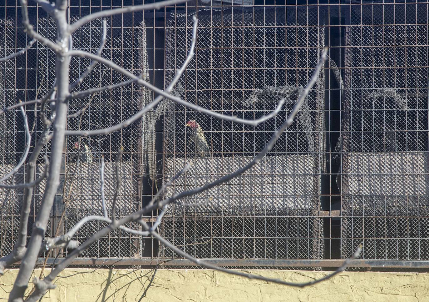 Fotos: Cuadras y corrales clandestinos se extienden junto a Lo Campano ante la pasividad municipal