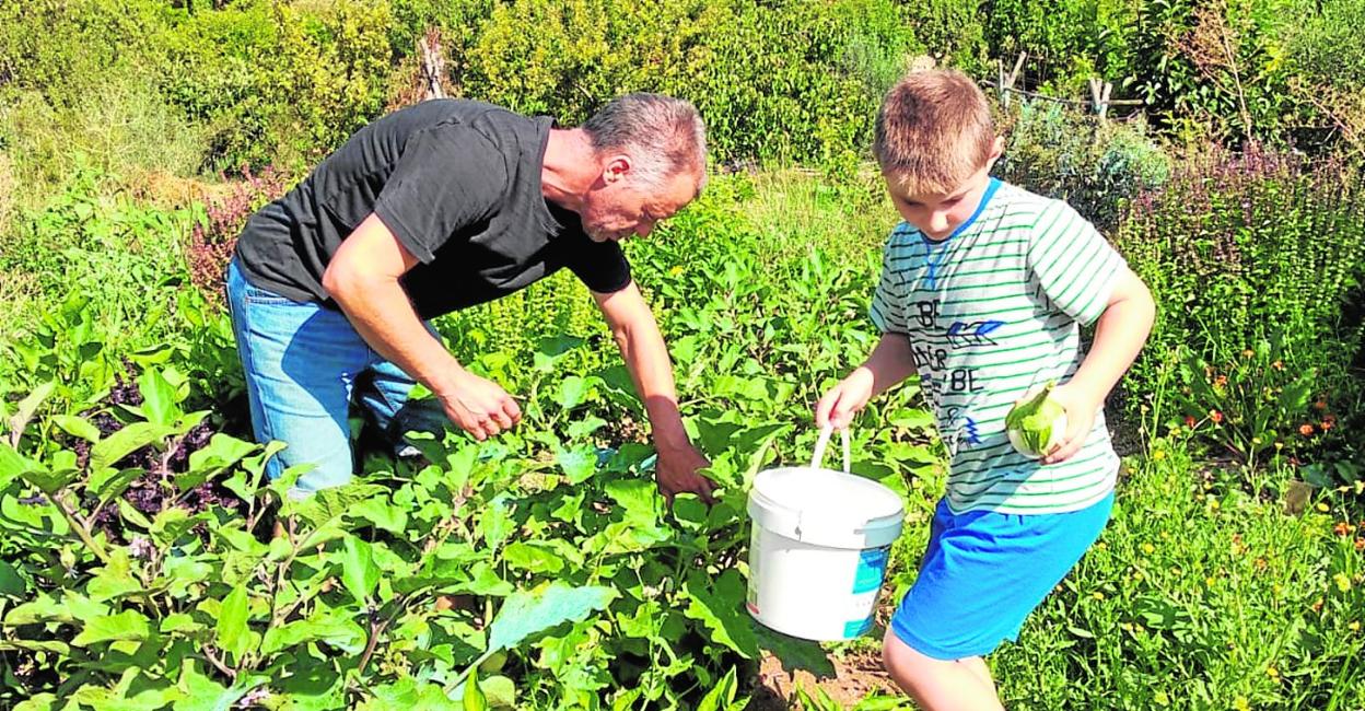 Un padre y su hijo recolectan berenjenas del huerto.