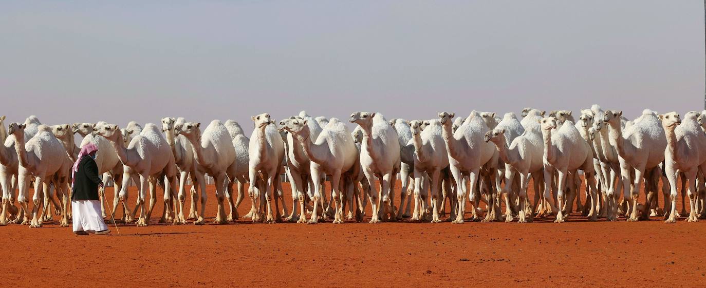 Fotos: Los camellos bellos