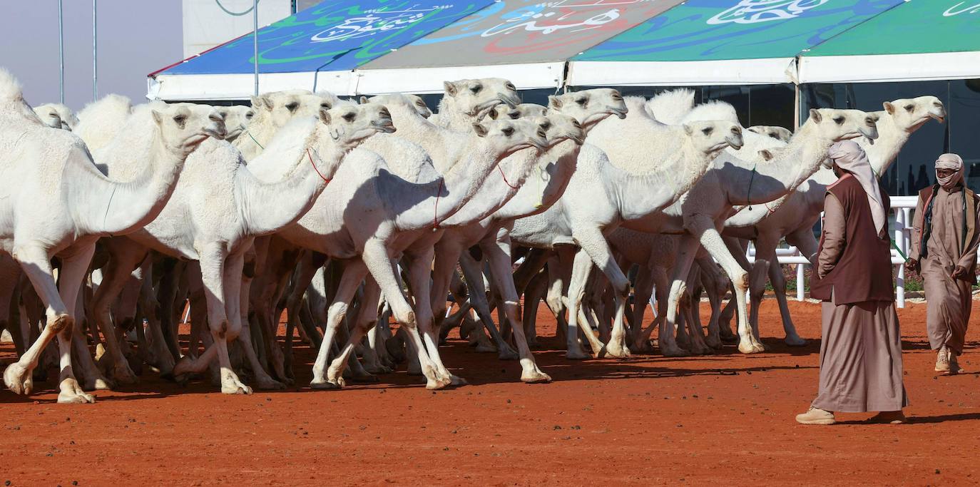 Fotos: Los camellos bellos