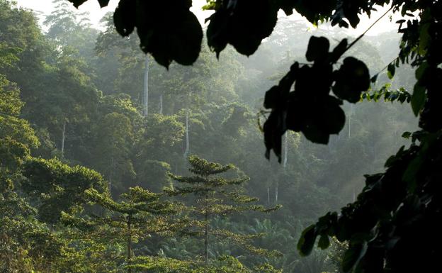 Selva húmeda del Parque Nacional de Kakum, en Ghana. 