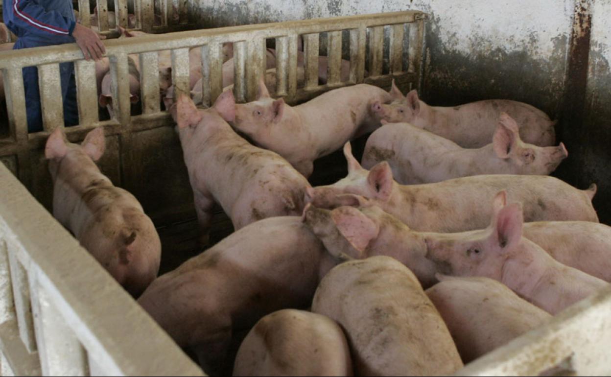 Imagen de archivo de un cebadero en Lorca. 