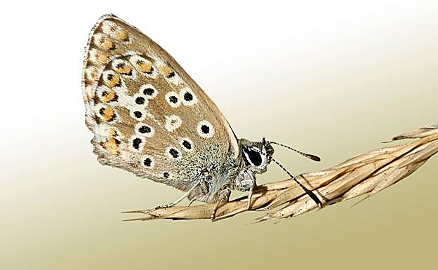 Un ejemplar de la mariposa 'Aricia morronensis'. 