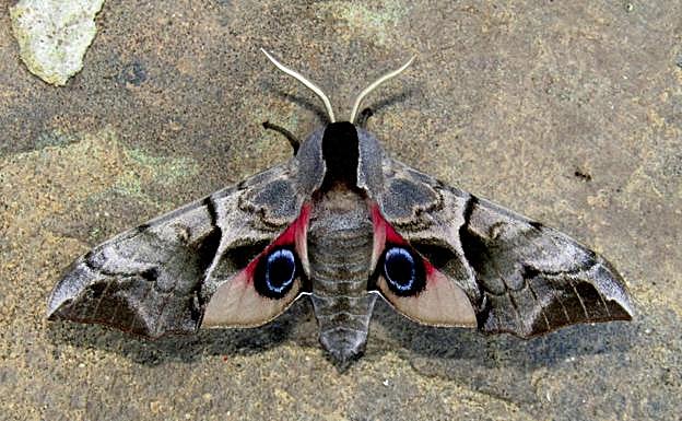 Esfinge ocelada ('Smerinthus ocellata'). 