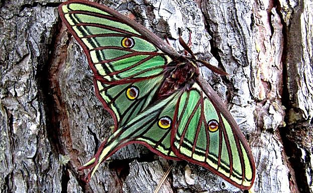 Mariposa isabelina ('Graelsia isabellae'). 