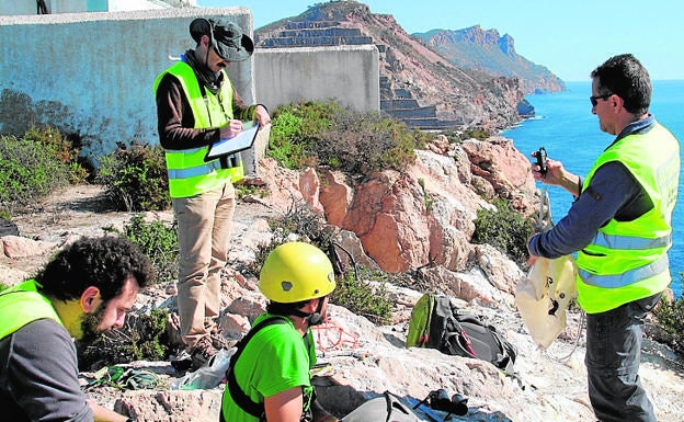 Imagen principal - Grupo de investigación de la UMU, en una campaña de anillamiento (arriba). Abajo: Pardelas cenicientas sobrevuelan la bocana del puerto y un lagarto ocelado, en la isla.