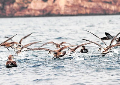 Imagen secundaria 1 - Grupo de investigación de la UMU, en una campaña de anillamiento (arriba). Abajo: Pardelas cenicientas sobrevuelan la bocana del puerto y un lagarto ocelado, en la isla.