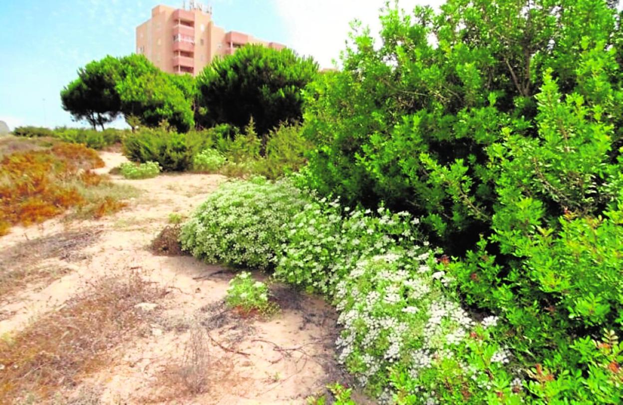 Naturaleza en Monte Blanco, dentro del espacio urbanizado de La Manga, en Cartagena. 