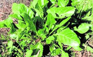 El uso medicinal de la acelga silvestre