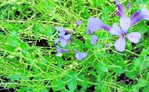 El collejón, verdura y comida para animales