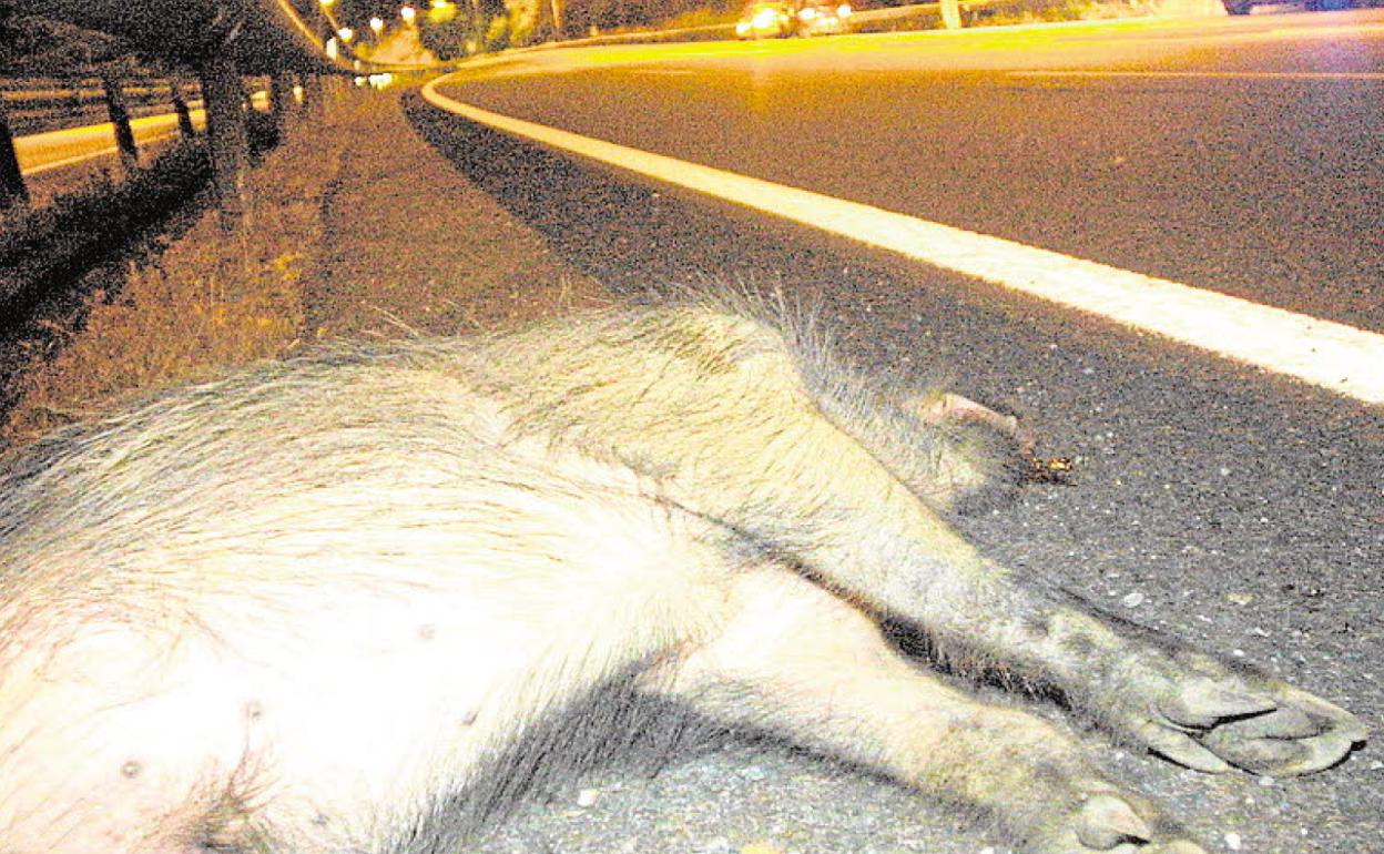 Cadáver de un jabalí en una carretera, después de provocar un accidente de tráfico. 
