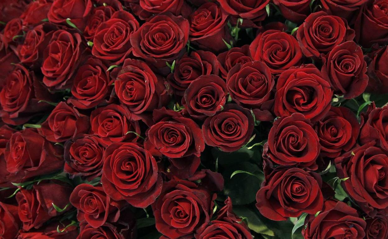 Rosas rojas en una imagen de archivo.