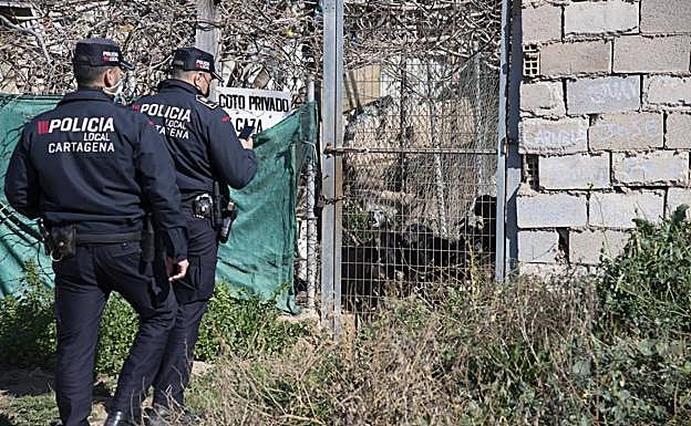  La inspeccción sacó a la luz que en la parcela hay al menos seis galgos.