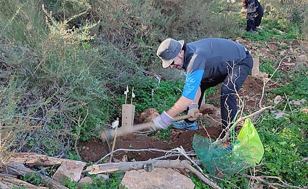 Plantación de especies bajo la batería de Fajardo. 