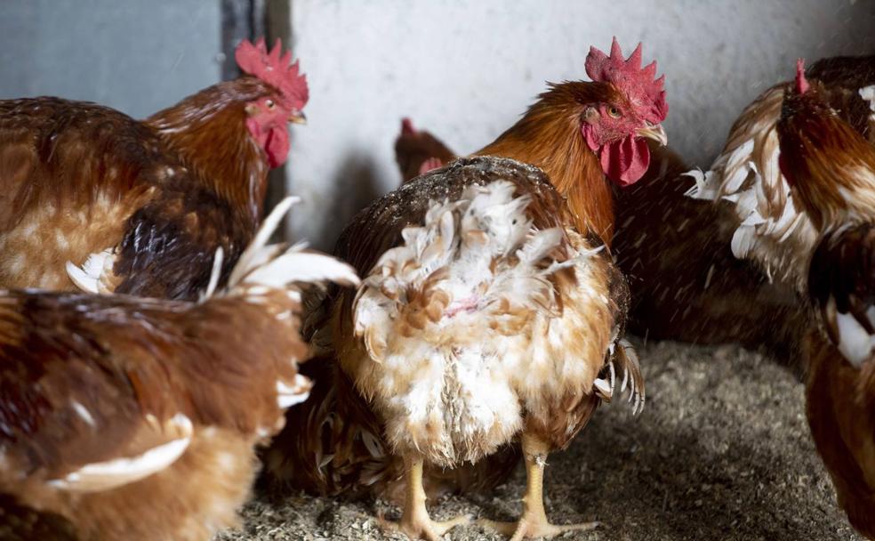 Imagen de archivo de pollos en una granja. 