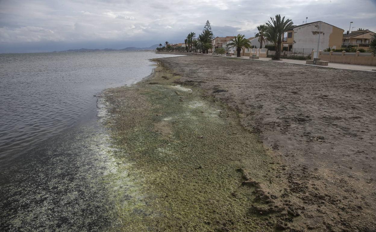 Lodos y suciedad en la orilla del Mar Menor, en una foto de archivo.