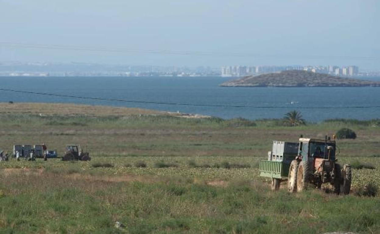 Actividad agrícola junto al Mar Menor, la semana pasada. 