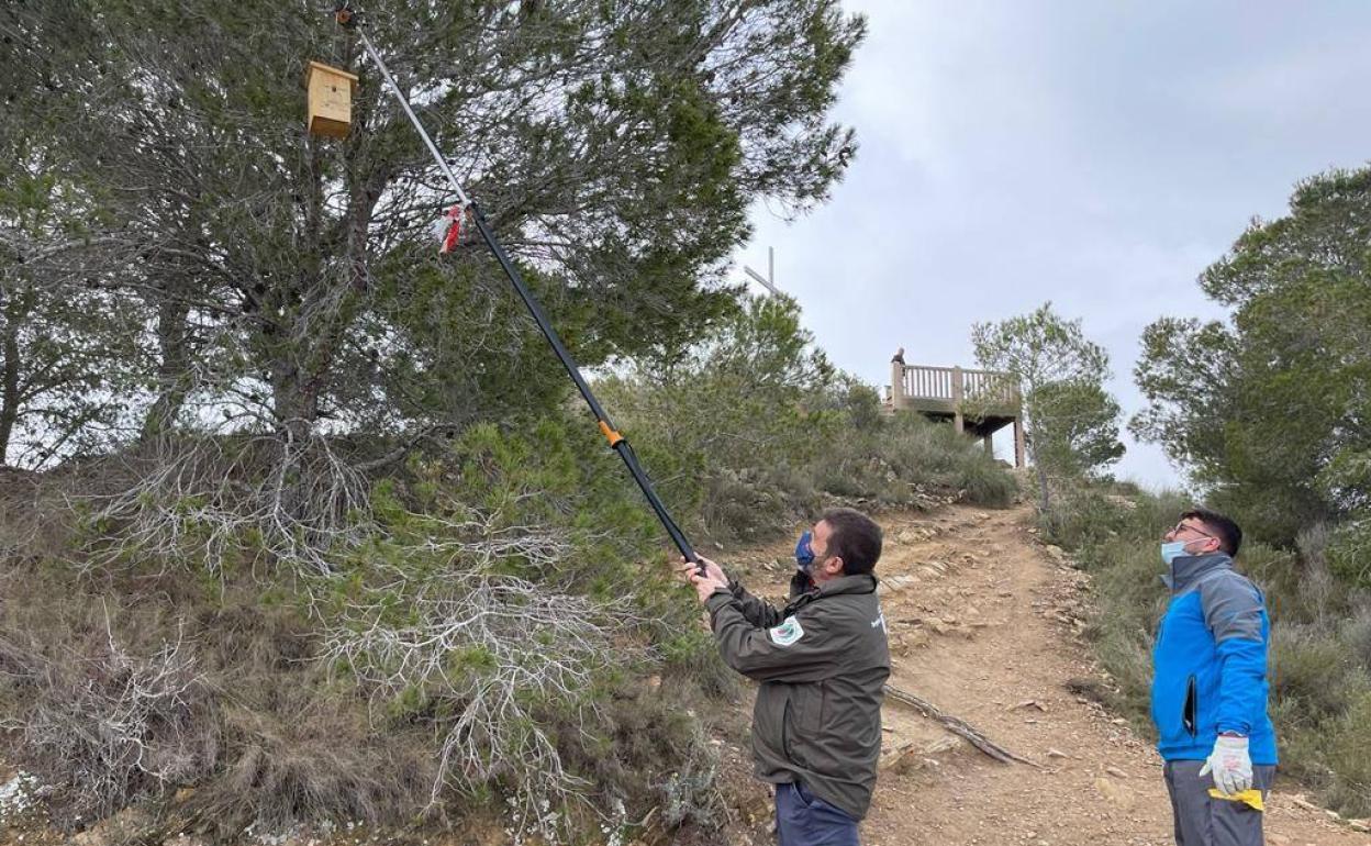 Nido para aves insectívoras que atacan a las orugas. 