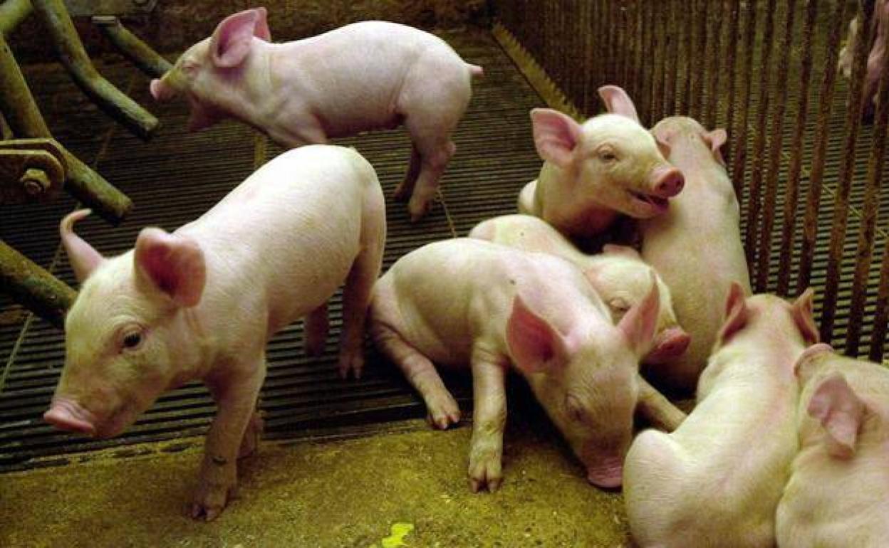 Lechones en una explotación ganadera en Lorca, en una imagen de archivo. 