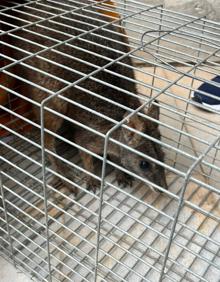 Imagen secundaria 2 - &#039;Kuki&#039;, el pequeño canguro desparecido en Llano de Brujas, vuelve a casa 9 meses después