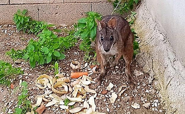 'Kuki', este domingo, sano y salvo en casa.