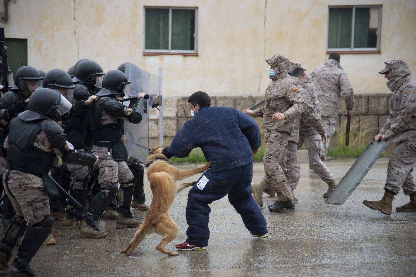Fotos: Perros adiestrados para salvar vidas