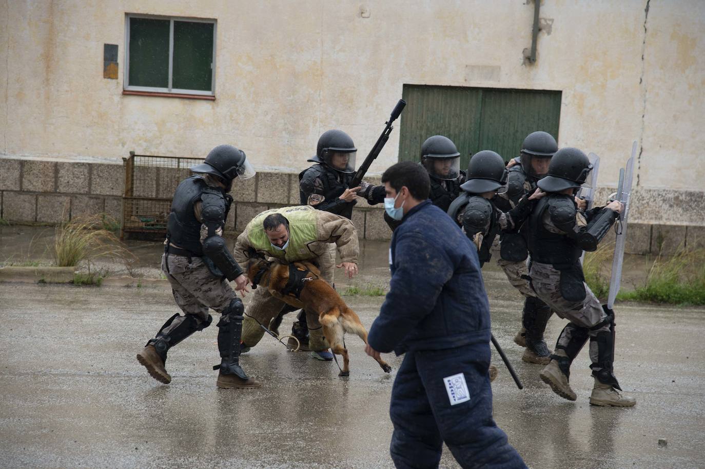 Fotos: Perros adiestrados para salvar vidas
