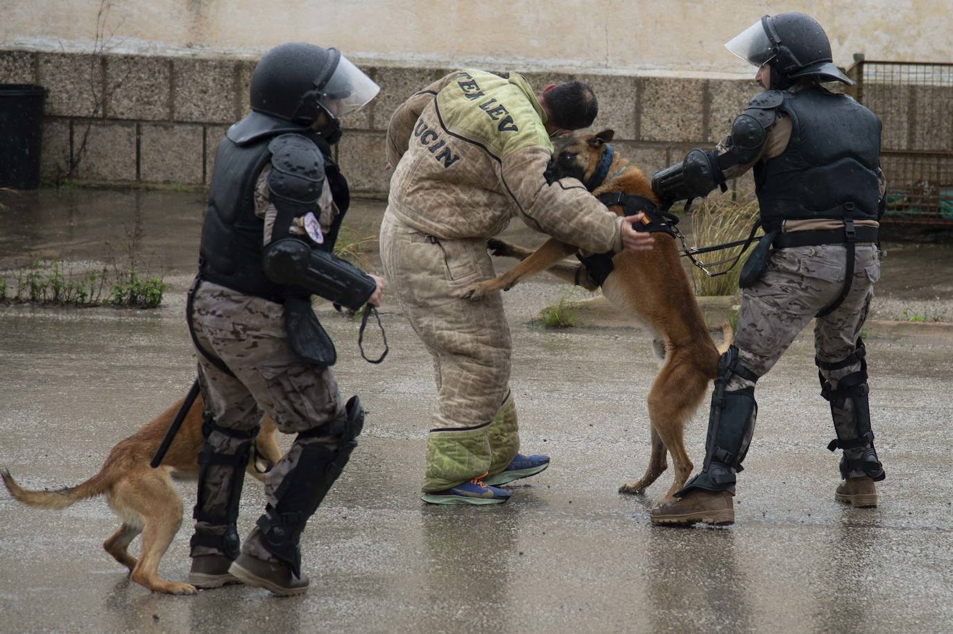 Fotos: Perros adiestrados para salvar vidas