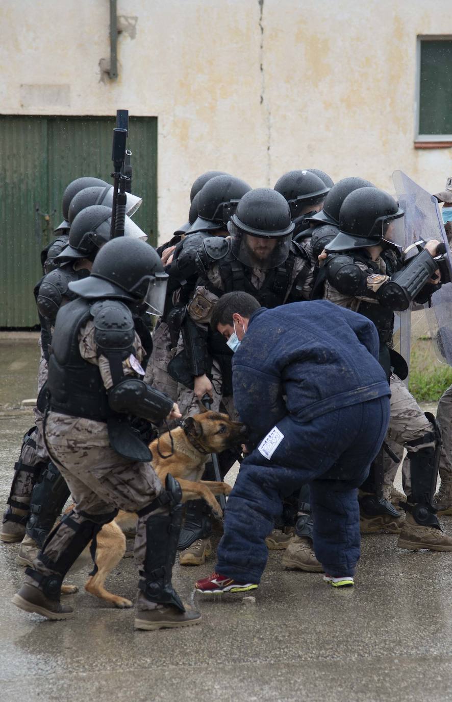 Fotos: Perros adiestrados para salvar vidas
